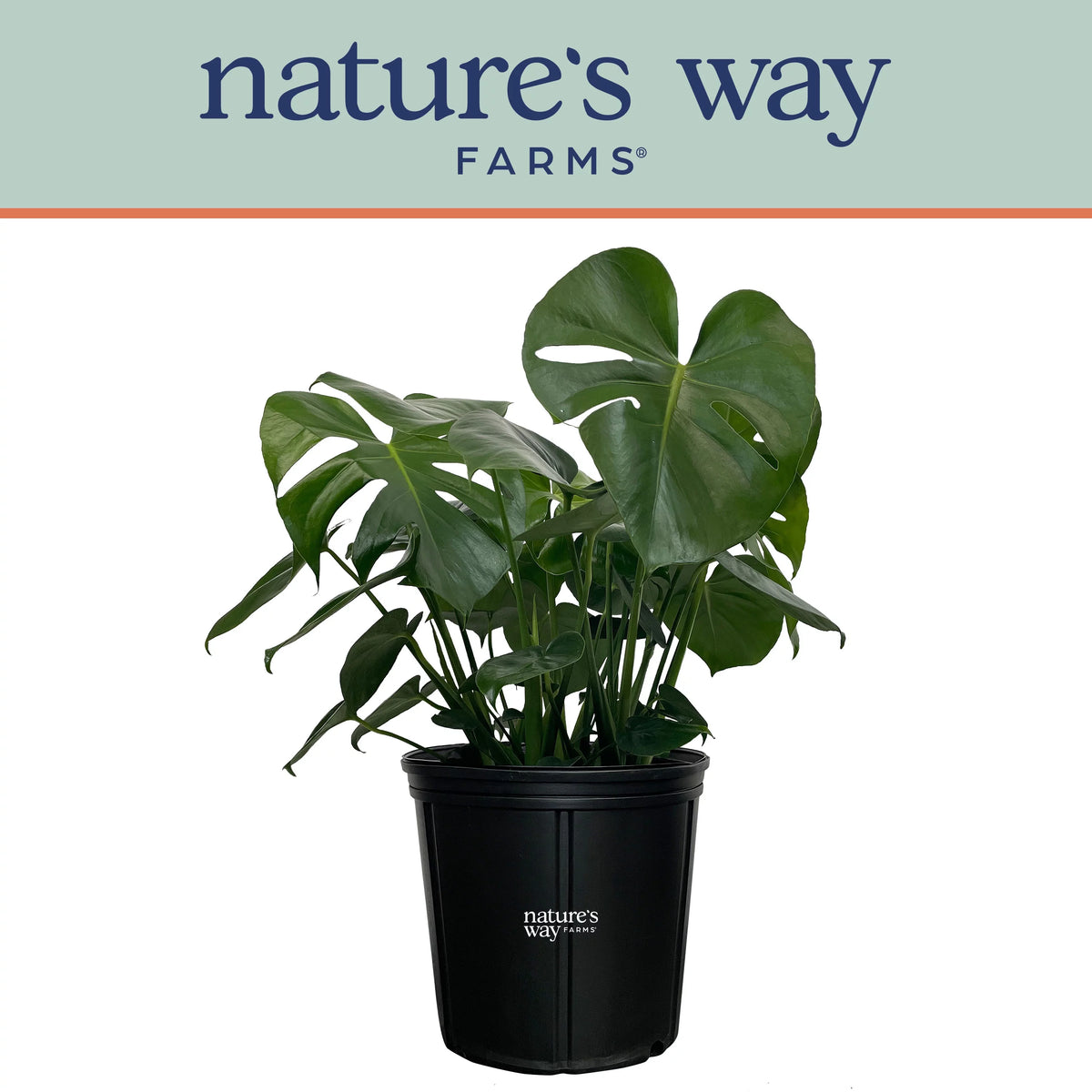 Philodendron Monstera Live Plant in growers pot L788
