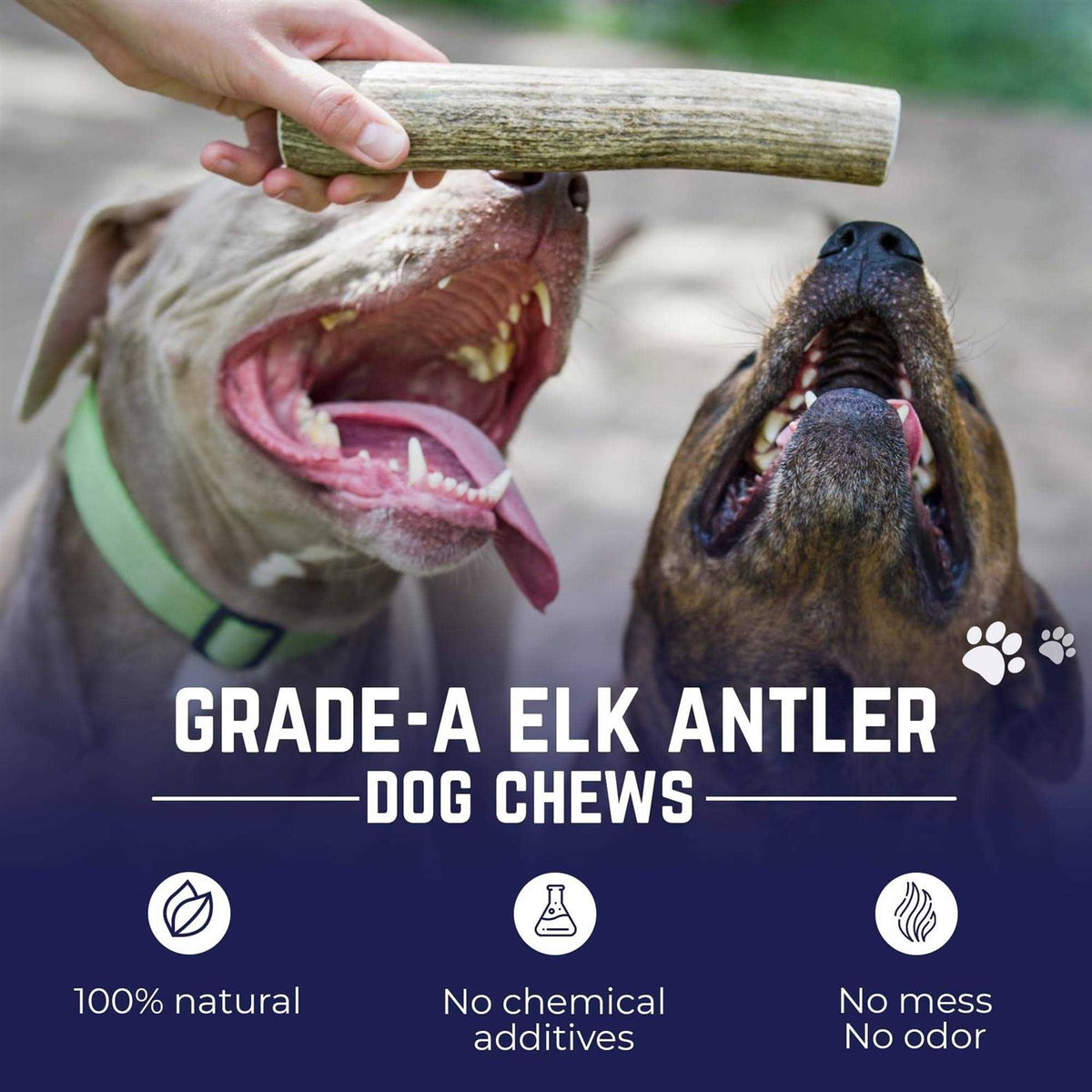 Elk Antler Dog Chew J17398