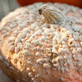 Pumpkin Garden Seeds 1 oz Heirloom Decorative Pink Skin with Bumps M791