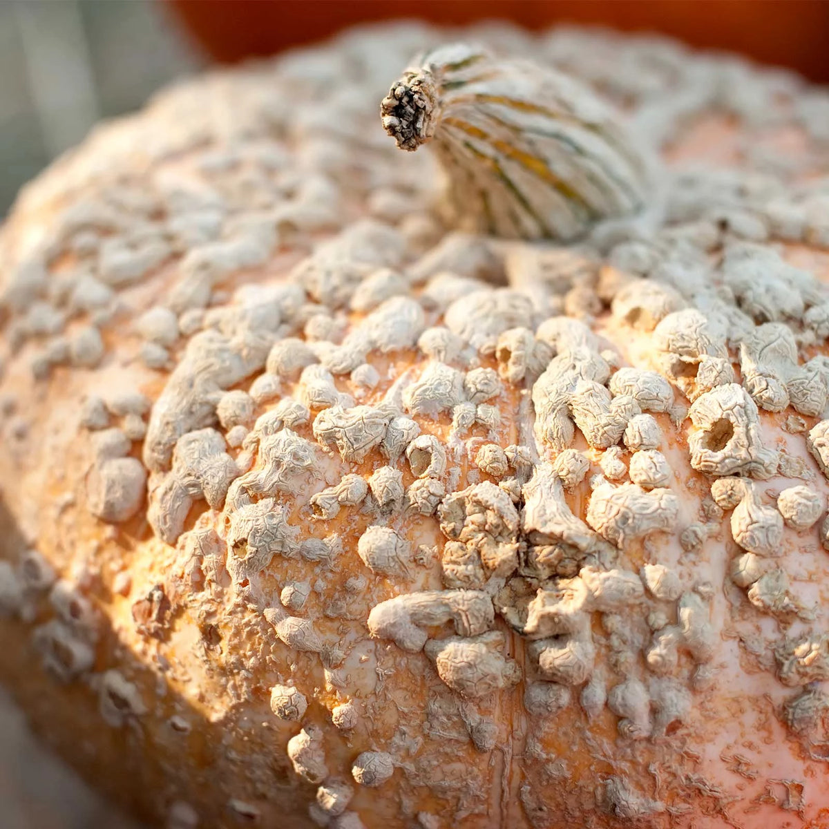 Pumpkin Garden Seeds 1 oz Heirloom Decorative Pink Skin with Bumps M791